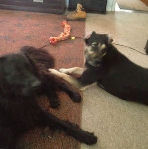 Meet your Posher, Brandon